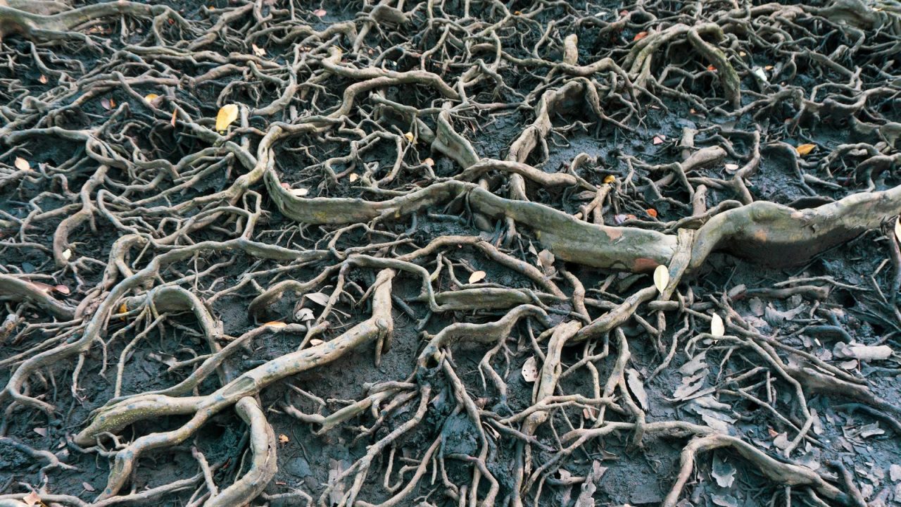 Expanding root mass of a large tree at soil level