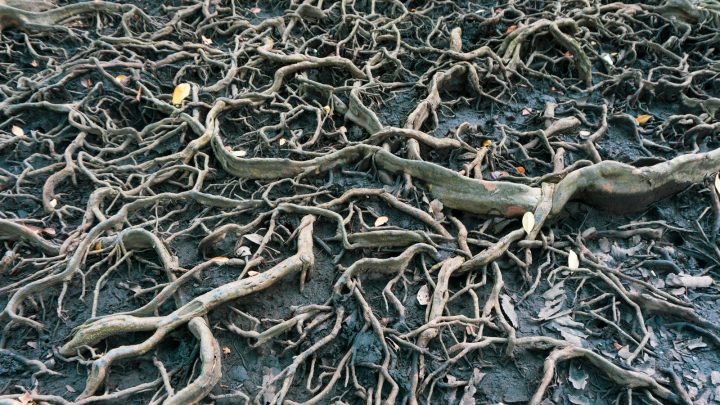 Expanding root mass of a large tree at soil level