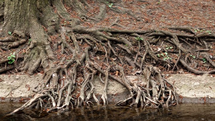 Sweeping root system radiating out under a tree