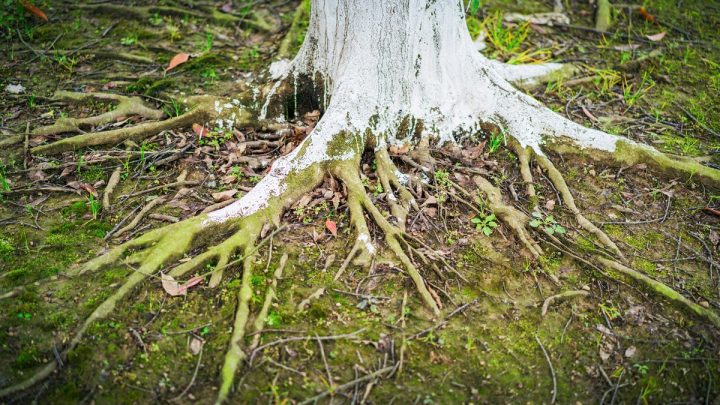 Roots crossing the forest floor with sunlight through trees
